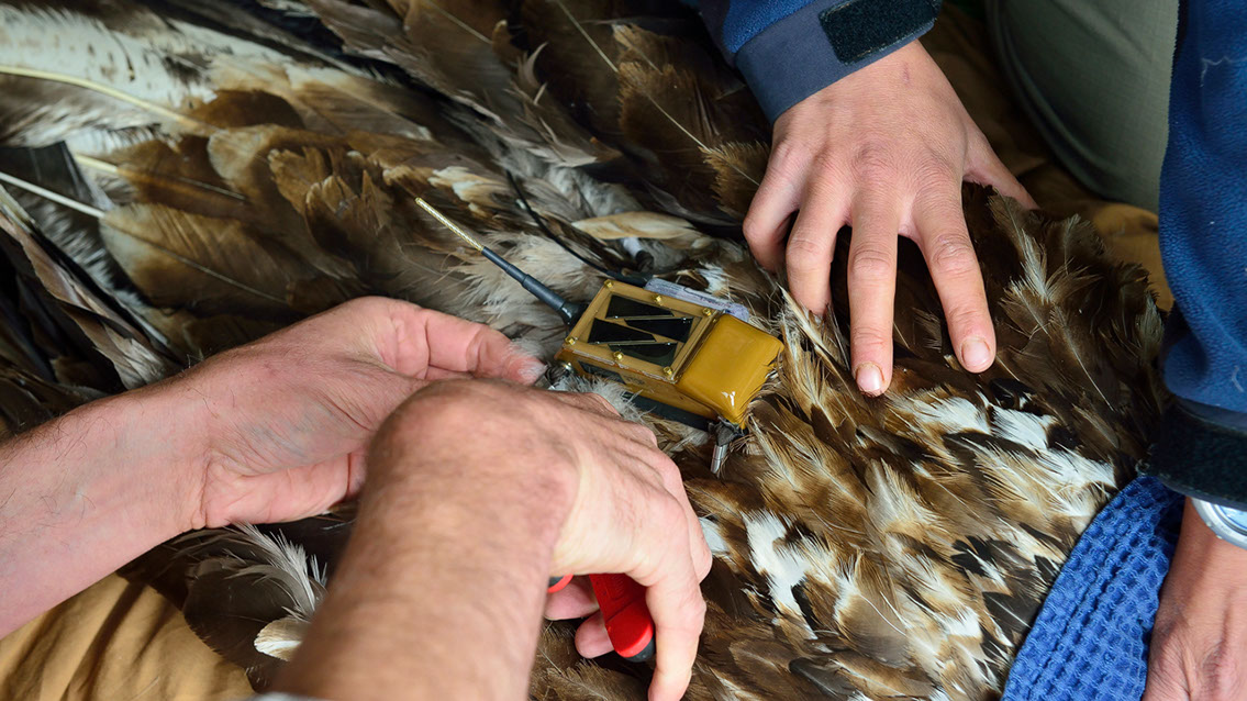 Bartgeier Bartgeier, Gypaète Barbu, Quebrantahuesos, Lämmergeier, Lammergeier,