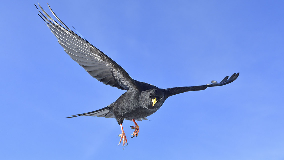 Bartgeier, Gypaète Barbu, Quebrantahuesos, Lämmergeier, Lammergeier, 