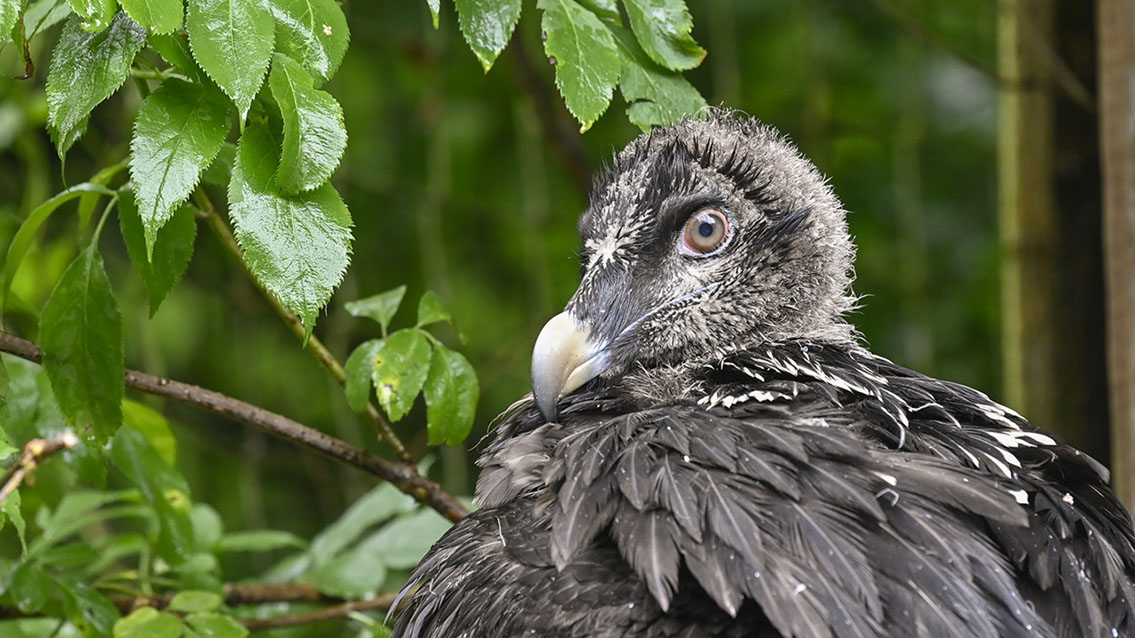 Bartgeier Bartgeier, Gypaète Barbu, Quebrantahuesos, Lämmergeier, Lammergeier,