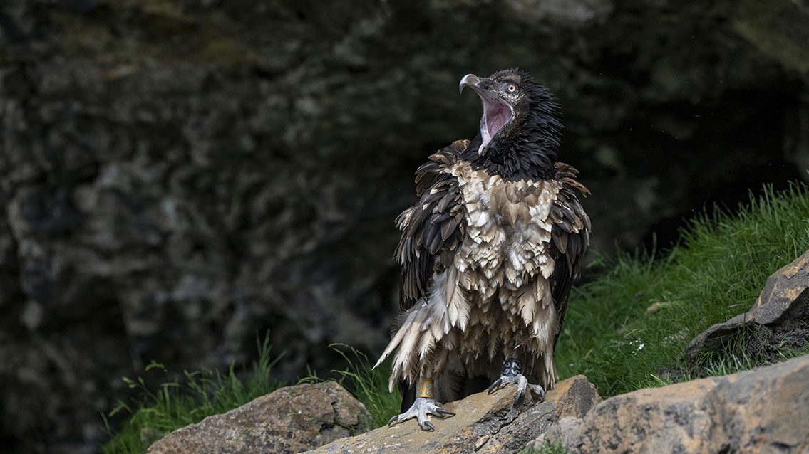 Bartgeier Bartgeier, Gypaète Barbu, Quebrantahuesos, Lämmergeier, Lammergeier,
