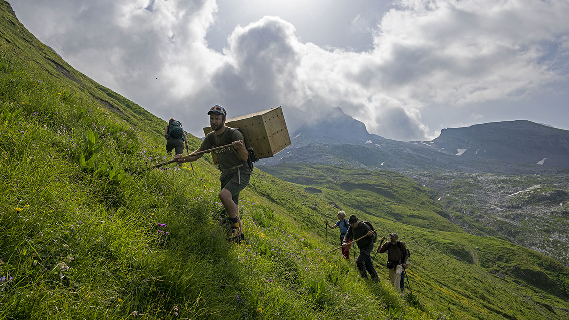 Bartgeier Bartgeier, Gypaète Barbu, Quebrantahuesos, Lämmergeier, Lammergeier,