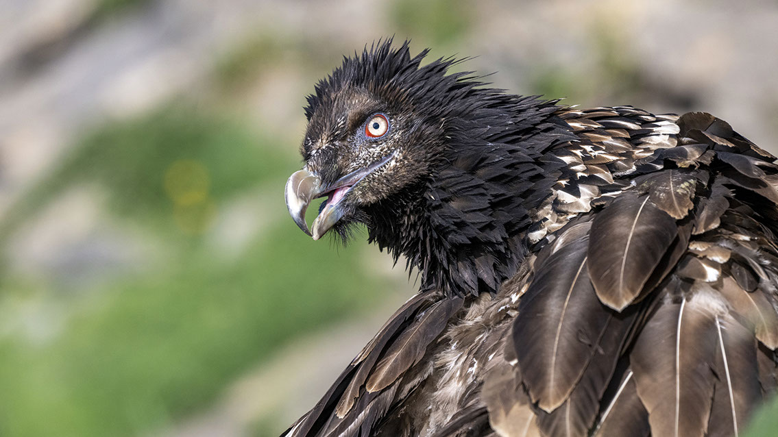 Bartgeier Bartgeier, Gypaète Barbu, Quebrantahuesos, Lämmergeier, Lammergeier,