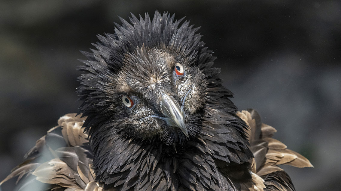 Bartgeier Bartgeier, Gypaète Barbu, Quebrantahuesos, Lämmergeier, Lammergeier,