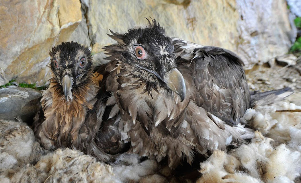 Bartgeier, Gipeto, Lammergeier, Bearded Vulture, Gypaète, Gypaetus barbatus, fliegend, sitzend, Alpen, Swiss Alps, Calfleisental, Auswilderung, 