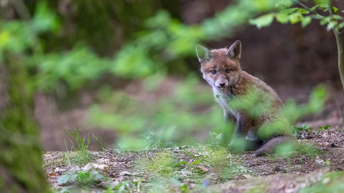 Athene noctua, Steinkauz, Kauz, Little owl
