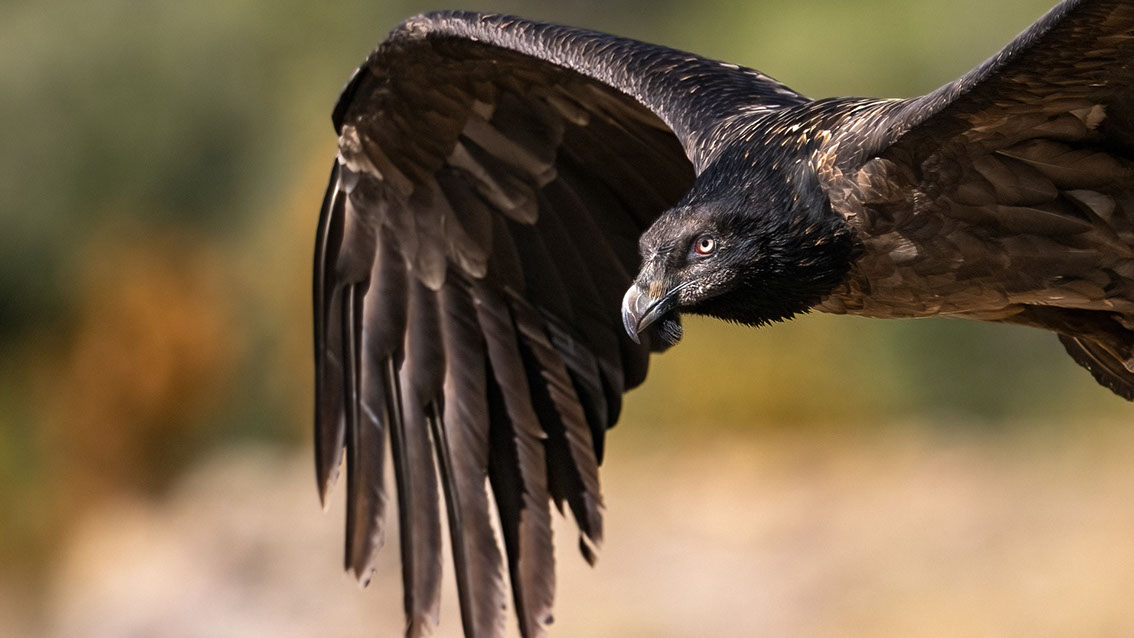 Bartgeier, Gypaète Barbu, Quebrantahuesos, Lämmergeier, Lammergeier, 