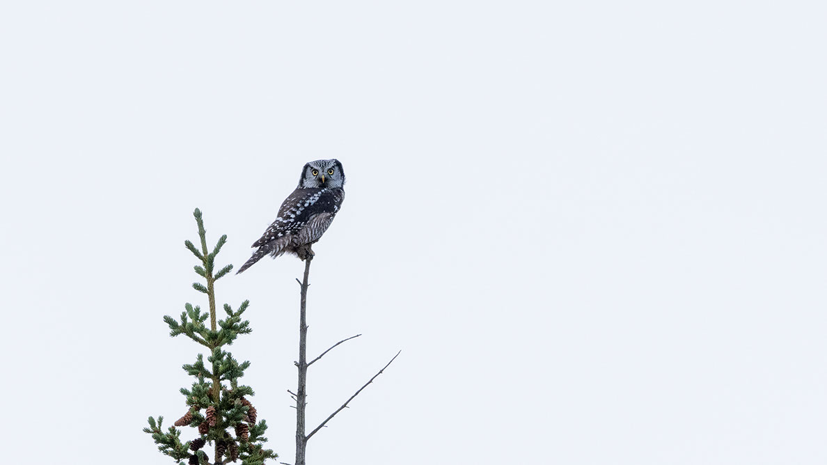 Bartgeier, Gypaète Barbu, Quebrantahuesos, Lämmergeier, Lammergeier, 