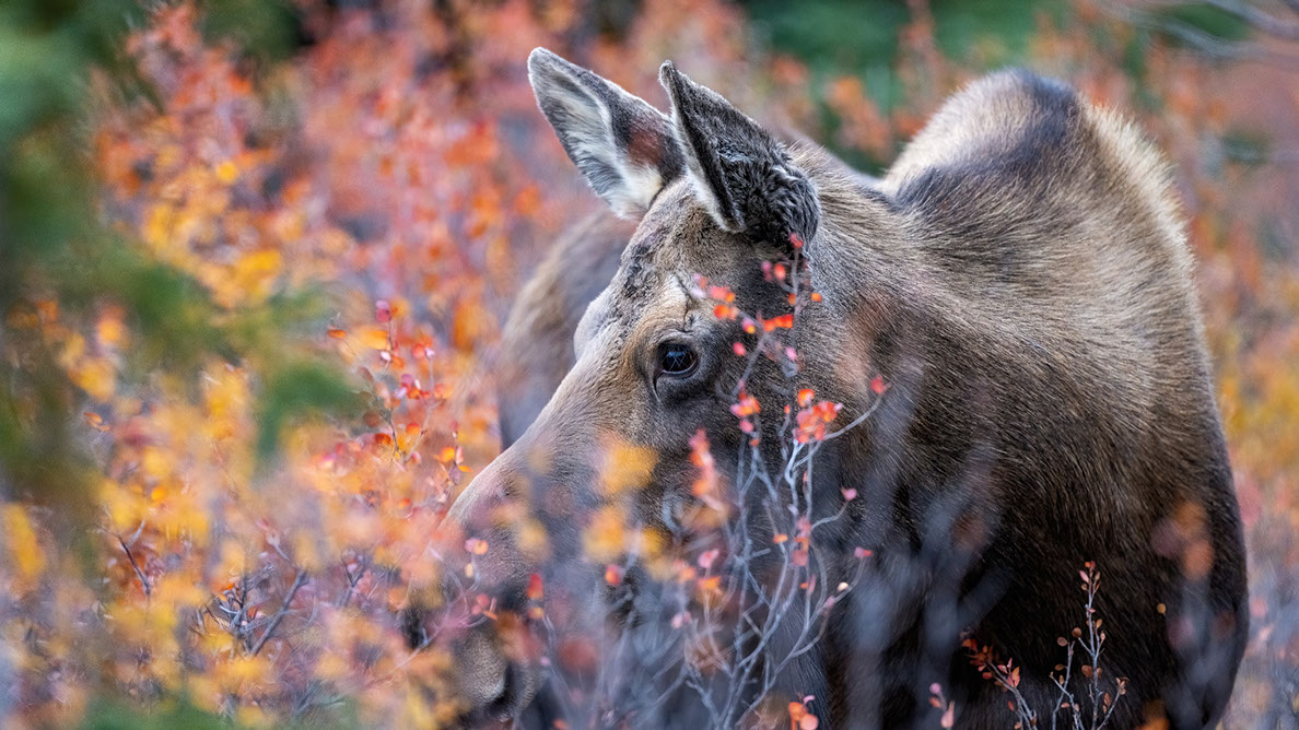 Bartgeier, Gypaète Barbu, Quebrantahuesos, Lämmergeier, Lammergeier, 