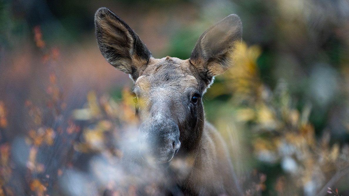 Bartgeier, Gypaète Barbu, Quebrantahuesos, Lämmergeier, Lammergeier, 