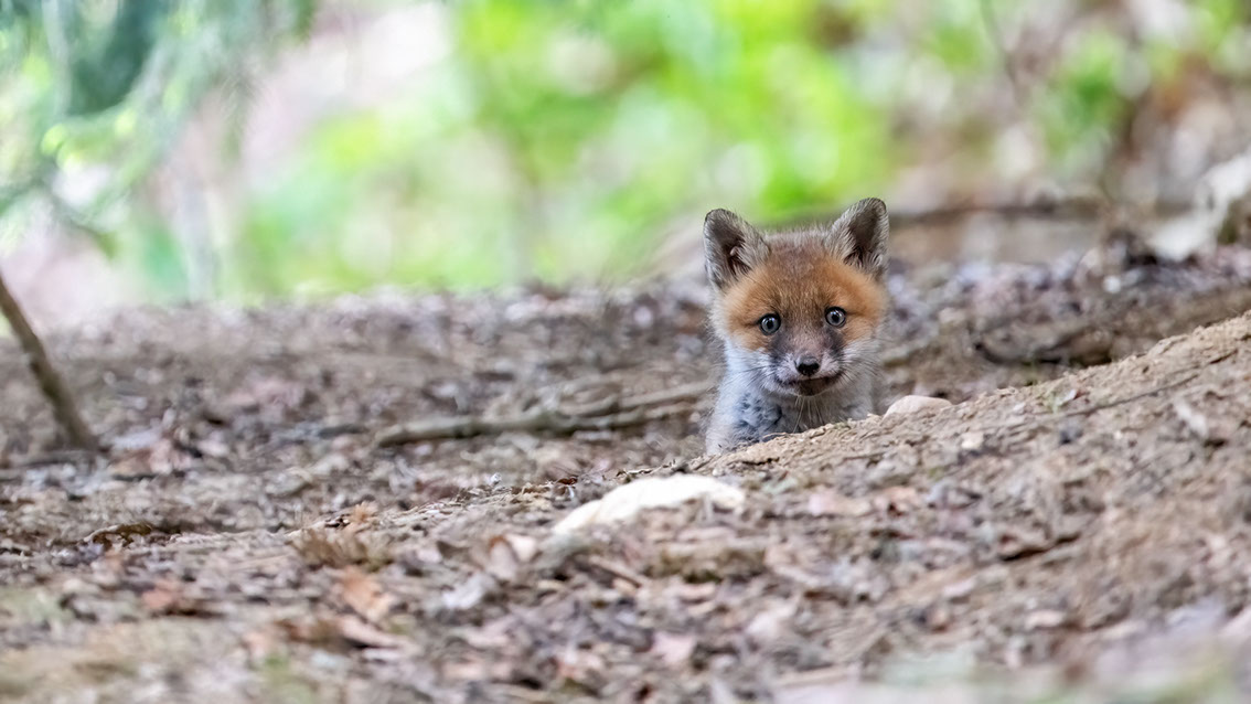 Athene noctua, Steinkauz, Kauz, Little owl