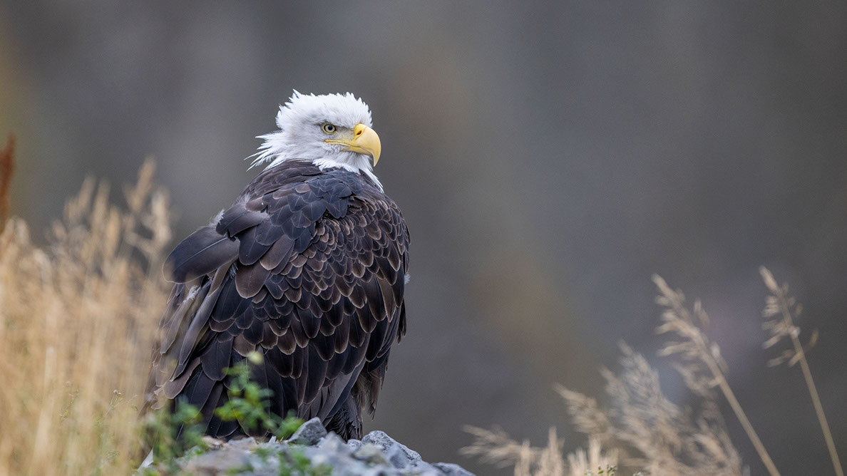 Bartgeier, Gypaète Barbu, Quebrantahuesos, Lämmergeier, Lammergeier, 