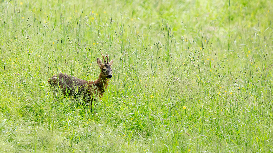 Athene noctua, Steinkauz, Kauz, Little owl