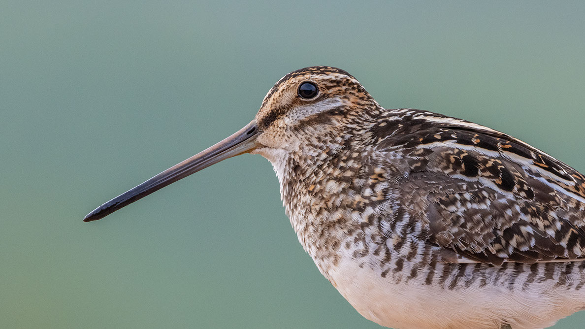 Bartgeier Bartgeier, Gypaète Barbu, Quebrantahuesos, Lämmergeier, Lammergeier,