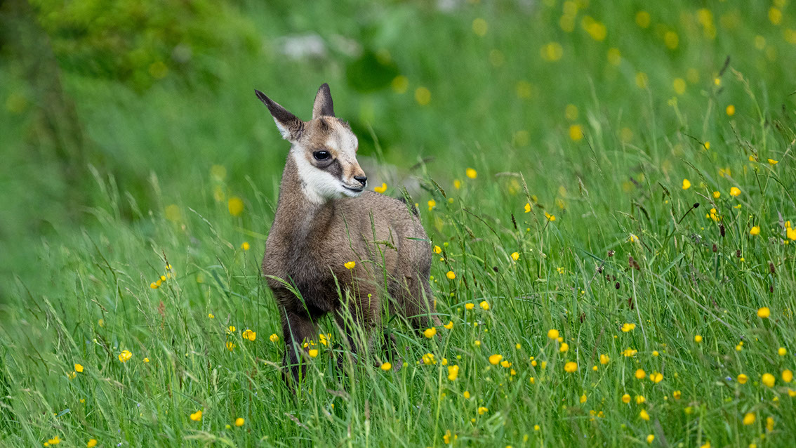 Athene noctua, Steinkauz, Kauz, Little owl