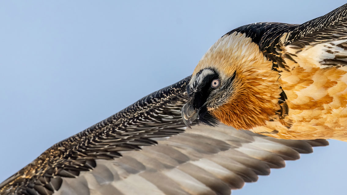 Bartgeier Schweiz Alpen fliegend Adult Gyaéte en vol Lammergeier Bearded Vulture