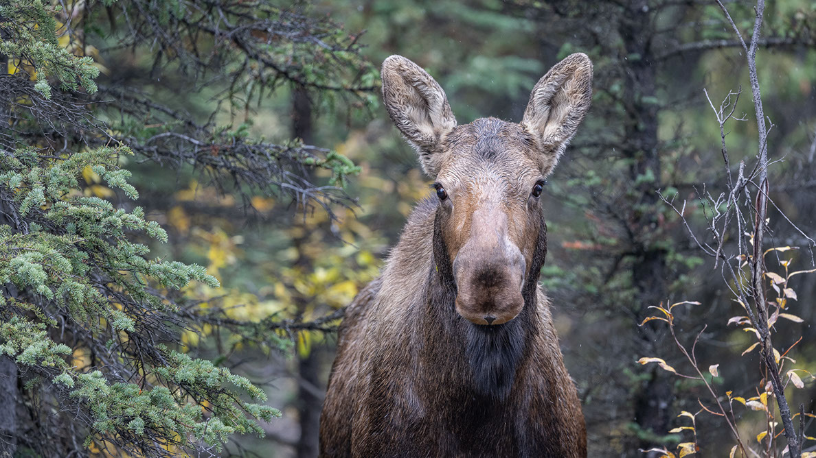 Bartgeier, Gypaète Barbu, Quebrantahuesos, Lämmergeier, Lammergeier, 