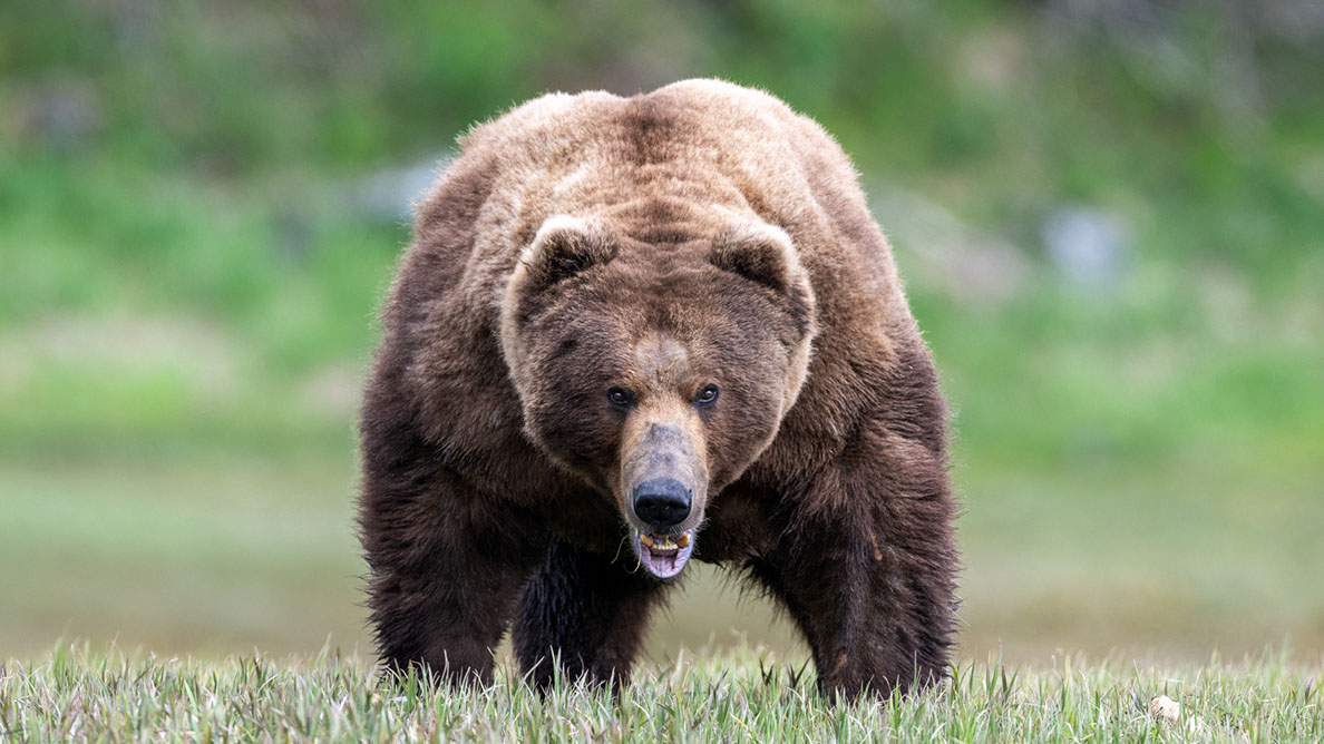 Bartgeier Bartgeier, Gypaète Barbu, Quebrantahuesos, Lämmergeier, Lammergeier,