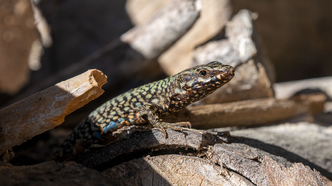 Bartgeier, Gypaète Barbu, Quebrantahuesos, Lämmergeier, Lammergeier, 