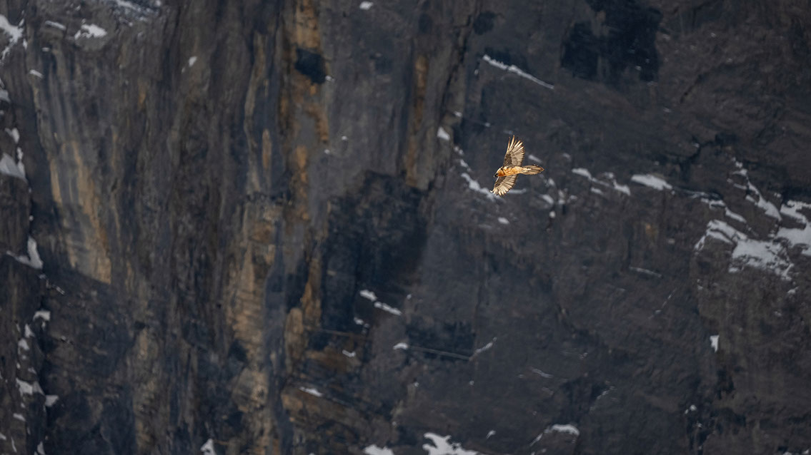 Bartgeier Schweiz Alpen fliegend Adult Gyaéte en vol Lammergeier Bearded Vulture