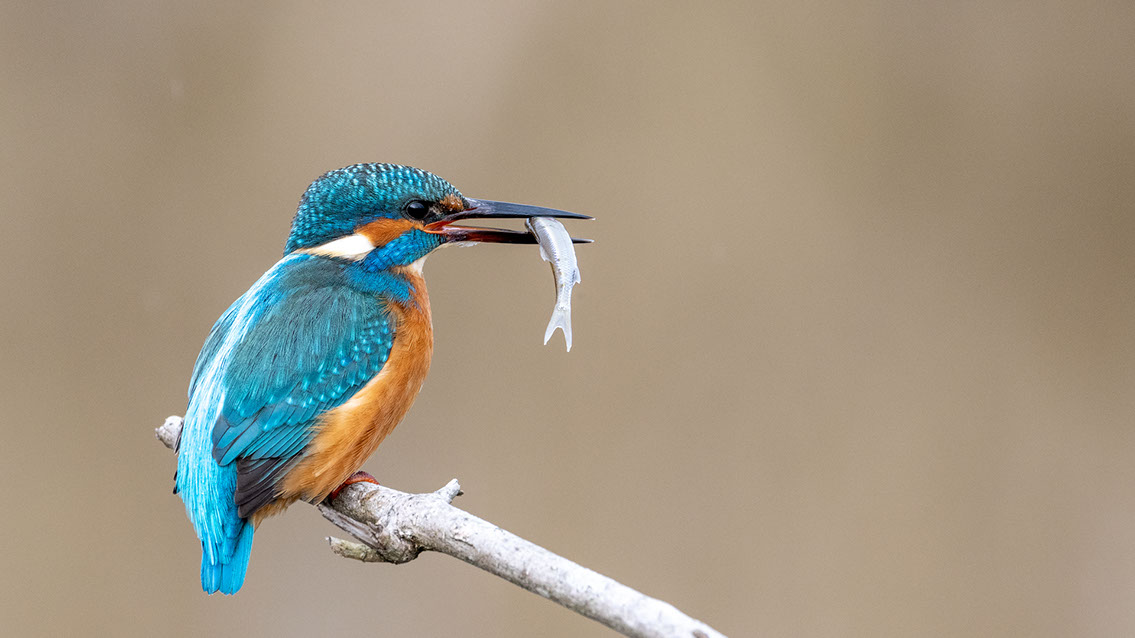 Bartgeier Bartgeier, Gypaète Barbu, Quebrantahuesos, Lämmergeier, Lammergeier,