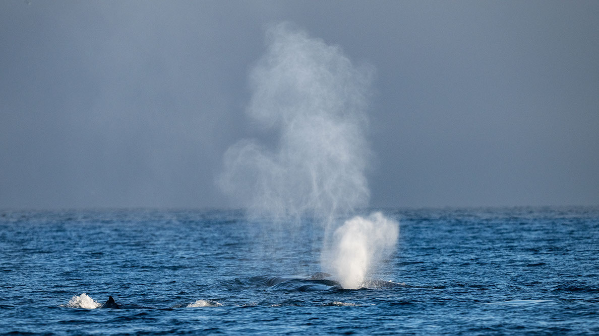 Bartgeier Bartgeier, Gypaète Barbu, Quebrantahuesos, Lämmergeier, Lammergeier,
