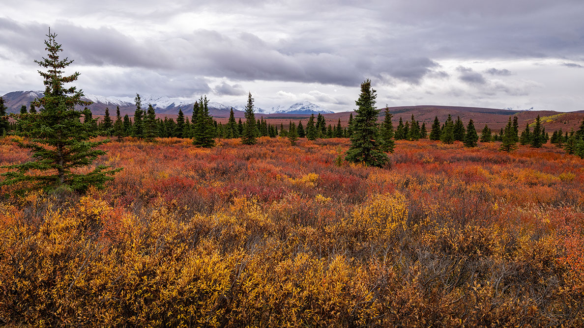 Bartgeier, Gypaète Barbu, Quebrantahuesos, Lämmergeier, Lammergeier, 