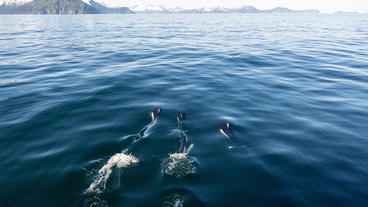 Bartgeier Bartgeier, Gypaète Barbu, Quebrantahuesos, Lämmergeier, Lammergeier,