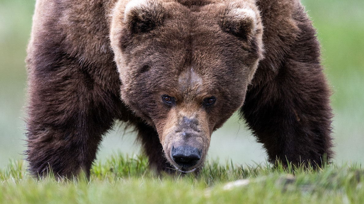 Bartgeier Bartgeier, Gypaète Barbu, Quebrantahuesos, Lämmergeier, Lammergeier,