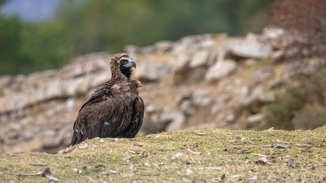 Bartgeier Bartgeier, Gypaète Barbu, Quebrantahuesos, Lämmergeier, Lammergeier,