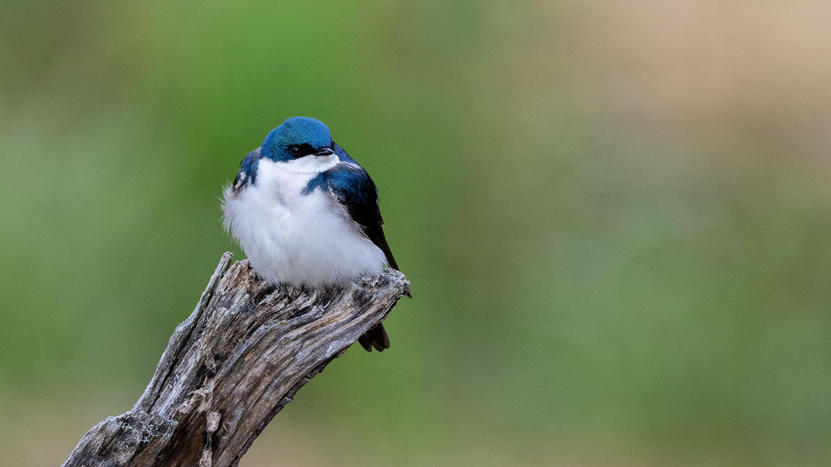 Bartgeier Bartgeier, Gypaète Barbu, Quebrantahuesos, Lämmergeier, Lammergeier,