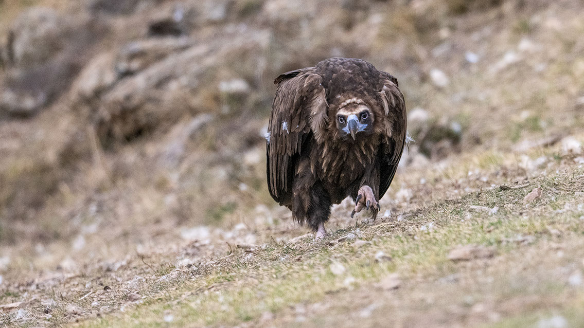 Bartgeier Bartgeier, Gypaète Barbu, Quebrantahuesos, Lämmergeier, Lammergeier,