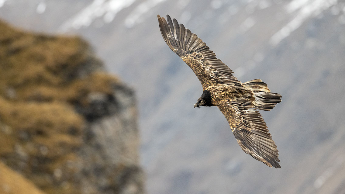 Bartgeier Bartgeier, Gypaète Barbu, Quebrantahuesos, Lämmergeier, Lammergeier,