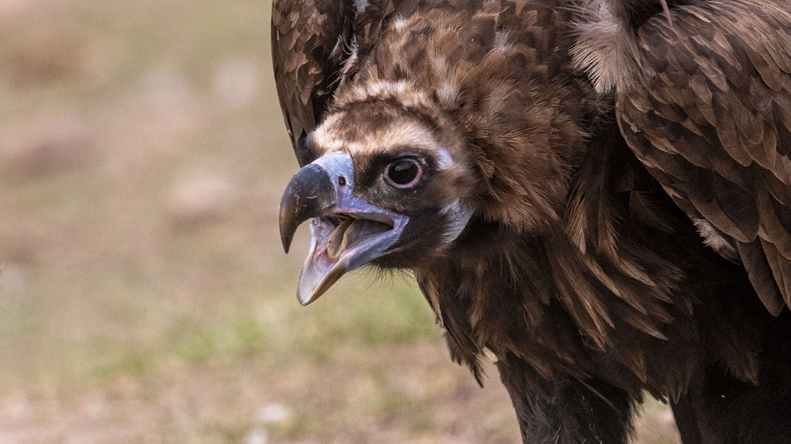 Bartgeier Bartgeier, Gypaète Barbu, Quebrantahuesos, Lämmergeier, Lammergeier,