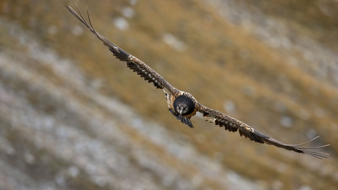 Bartgeier Bartgeier, Gypaète Barbu, Quebrantahuesos, Lämmergeier, Lammergeier,