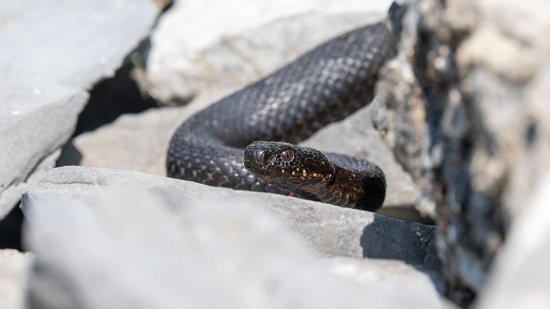 Bartgeier, Gypaète Barbu, Quebrantahuesos, Lämmergeier, Lammergeier, 