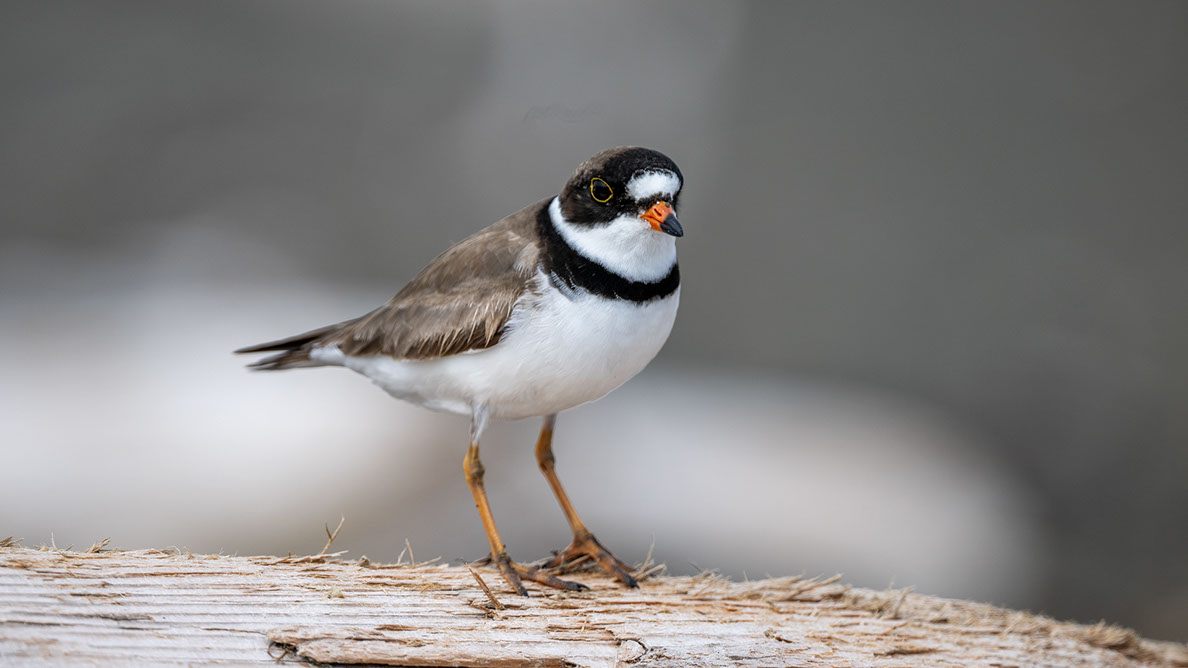 Bartgeier Bartgeier, Gypaète Barbu, Quebrantahuesos, Lämmergeier, Lammergeier,