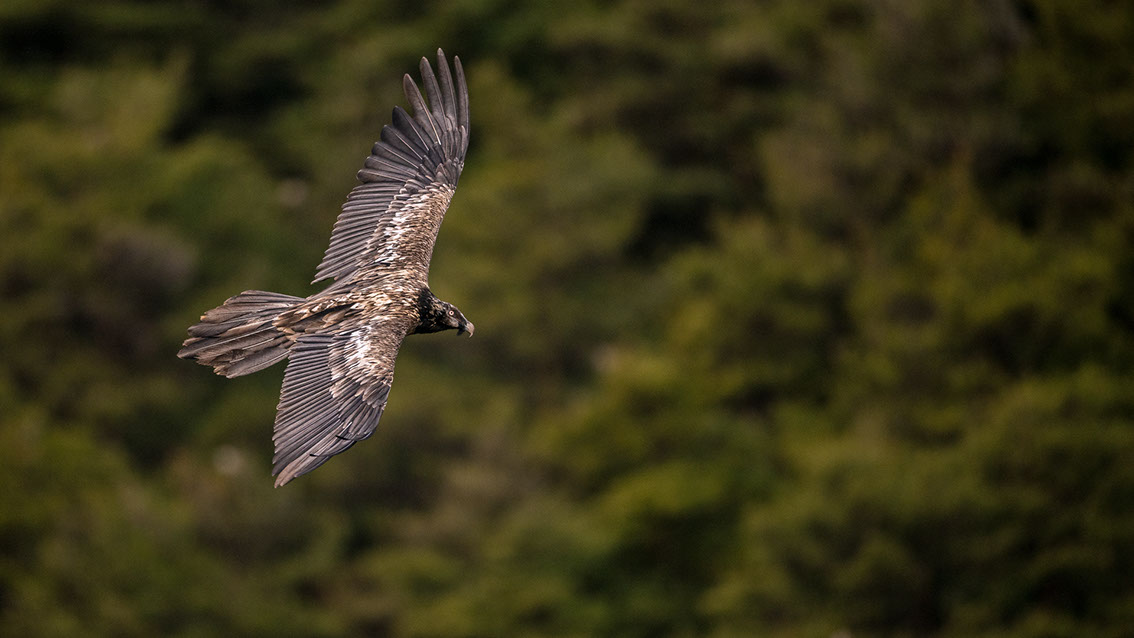 Bartgeier, Gypaète Barbu, Quebrantahuesos, Lämmergeier, Lammergeier, 