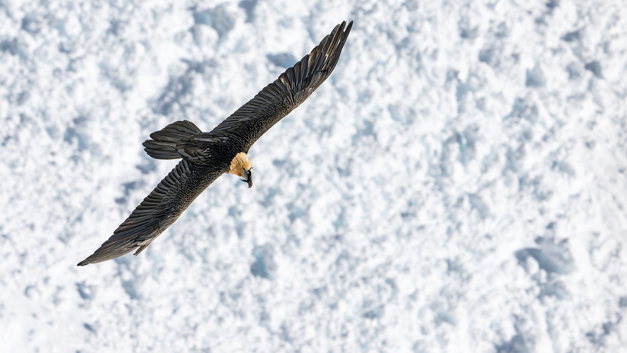 Bartgeier Schweiz Alpen fliegend Adult Gyaéte en vol Lammergeier Bearded Vulture