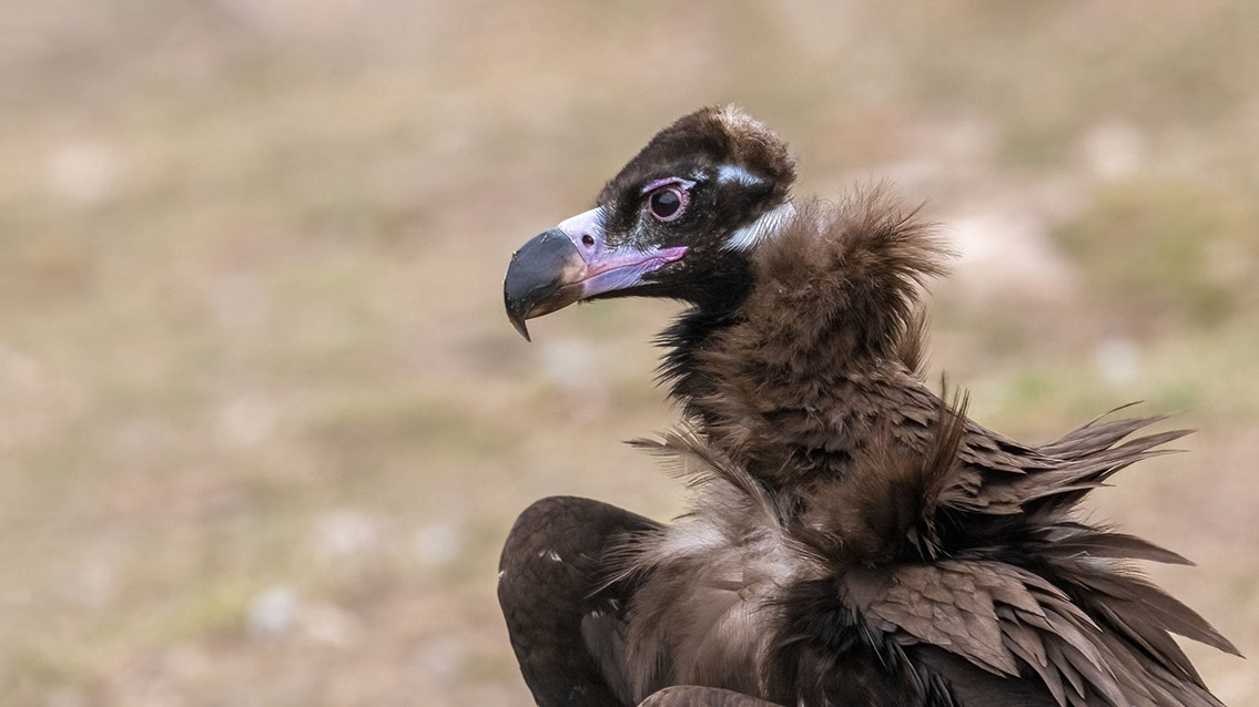 Bartgeier Bartgeier, Gypaète Barbu, Quebrantahuesos, Lämmergeier, Lammergeier,