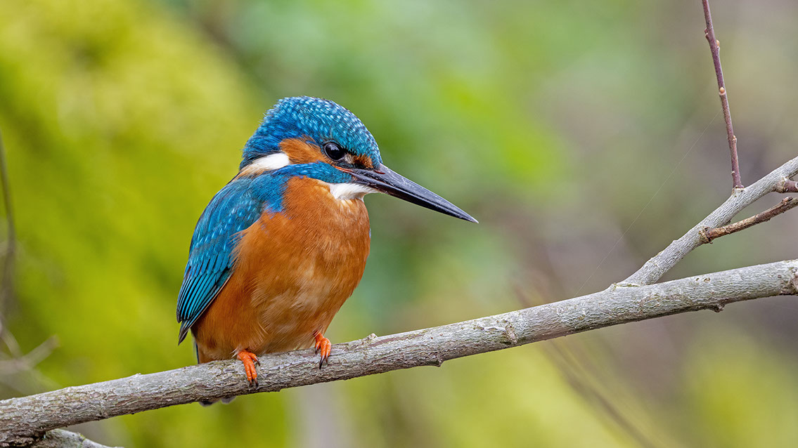 Bartgeier Bartgeier, Gypaète Barbu, Quebrantahuesos, Lämmergeier, Lammergeier,
