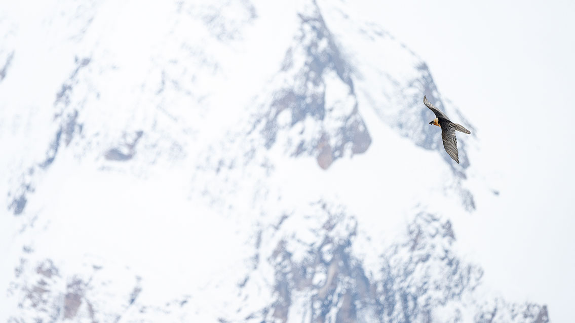 Bartgeier Schweiz Alpen fliegend Adult Gyaéte en vol Lammergeier Bearded Vulture