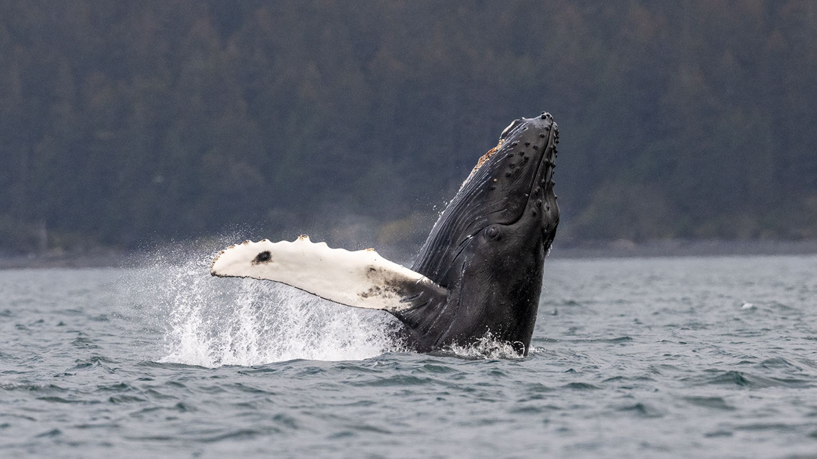 Bartgeier Bartgeier, Gypaète Barbu, Quebrantahuesos, Lämmergeier, Lammergeier,