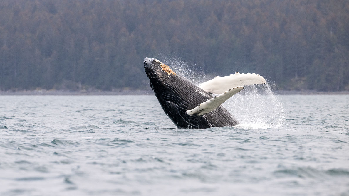 Bartgeier Bartgeier, Gypaète Barbu, Quebrantahuesos, Lämmergeier, Lammergeier,