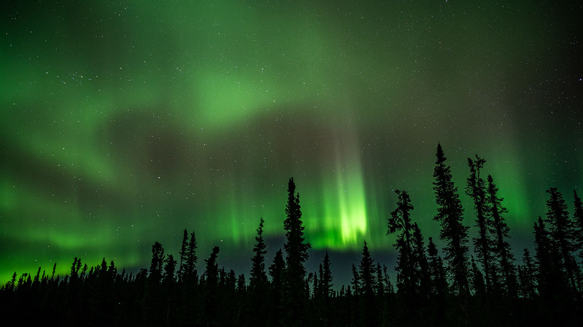Bartgeier Bartgeier, Gypaète Barbu, Quebrantahuesos, Lämmergeier, Lammergeier,