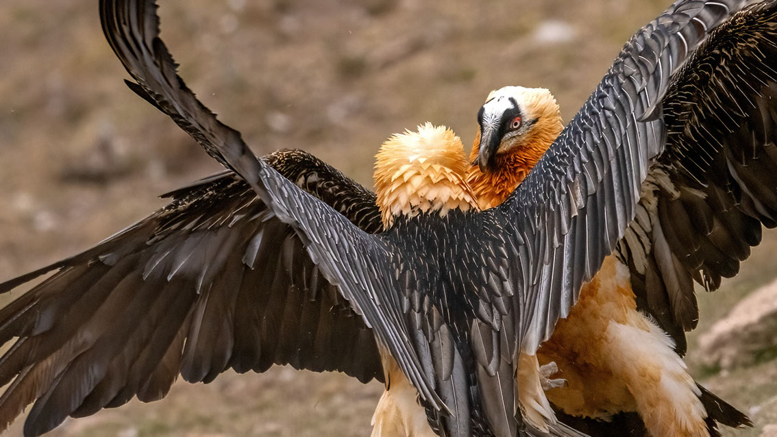 Bartgeier, Gypaète Barbu, Quebrantahuesos, Lämmergeier, Lammergeier, 