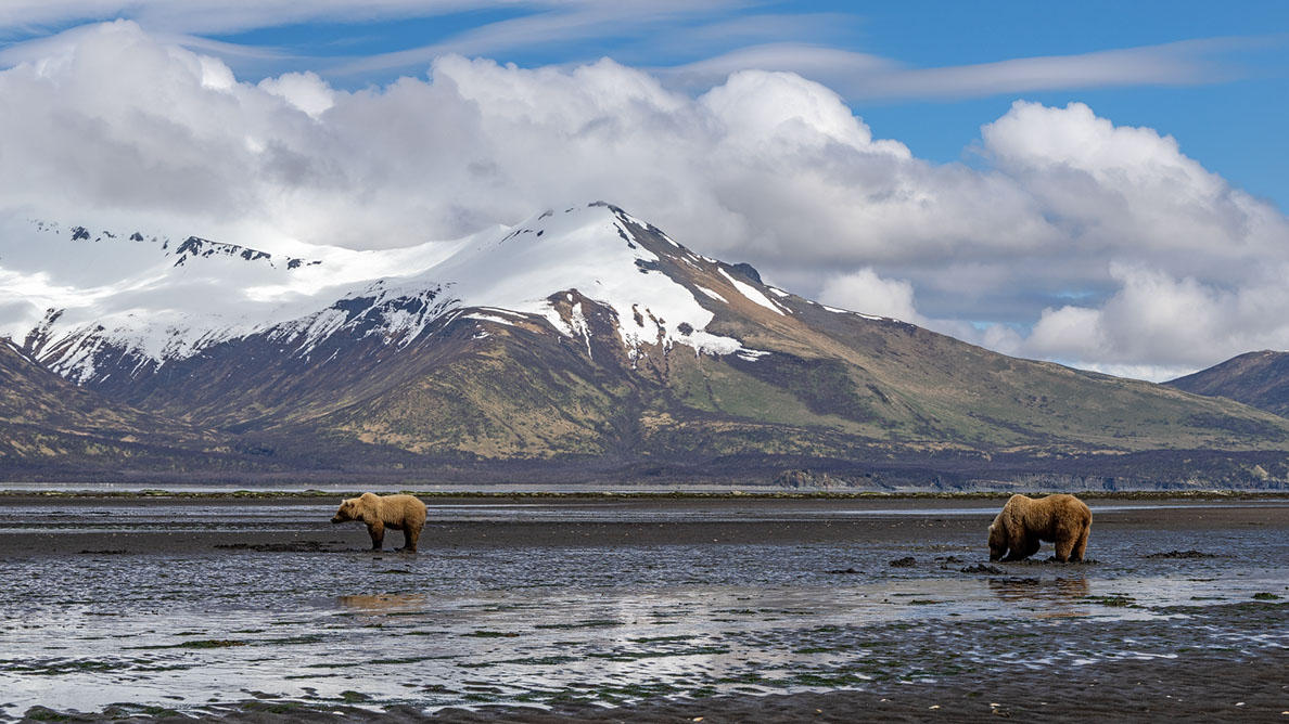 Bartgeier Bartgeier, Gypaète Barbu, Quebrantahuesos, Lämmergeier, Lammergeier,