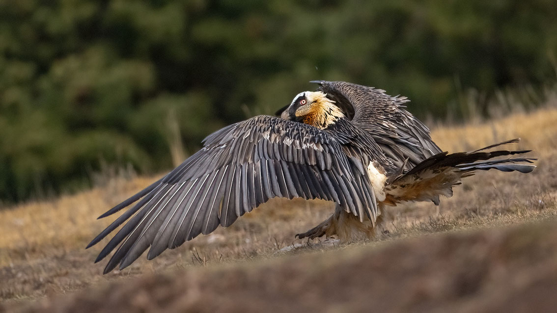 Bartgeier, Gypaète Barbu, Quebrantahuesos, Lämmergeier, Lammergeier, 