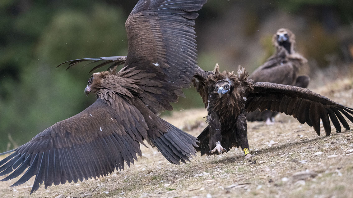 Bartgeier Bartgeier, Gypaète Barbu, Quebrantahuesos, Lämmergeier, Lammergeier,