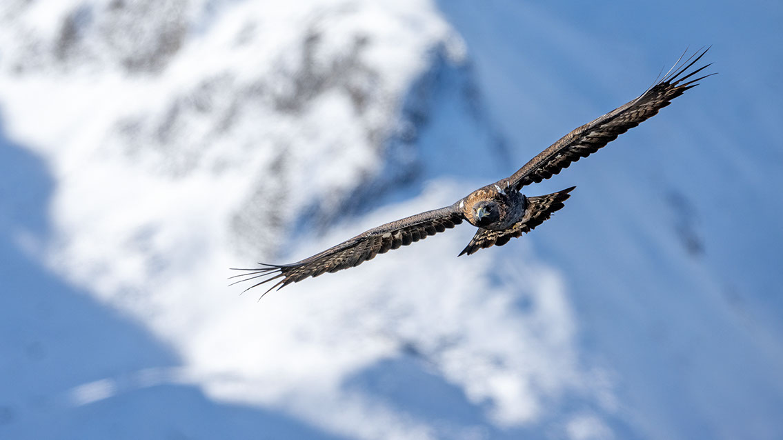 Bartgeier, Gypaète Barbu, Quebrantahuesos, Lämmergeier, Lammergeier, 