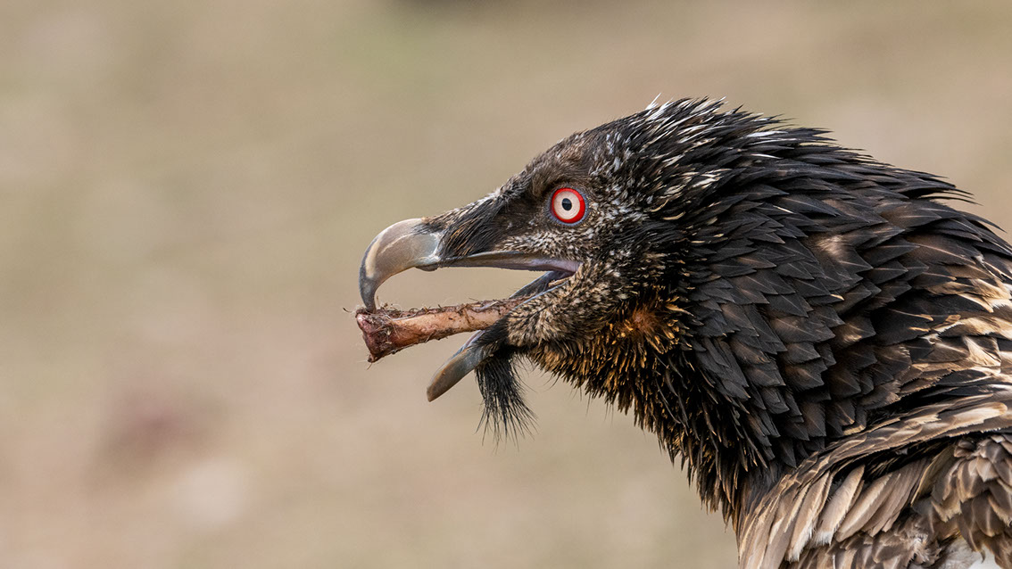 Bartgeier, Gypaète Barbu, Quebrantahuesos, Lämmergeier, Lammergeier, 